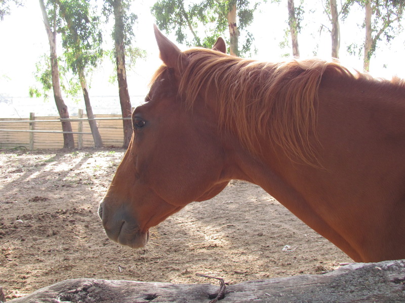 Animali_002