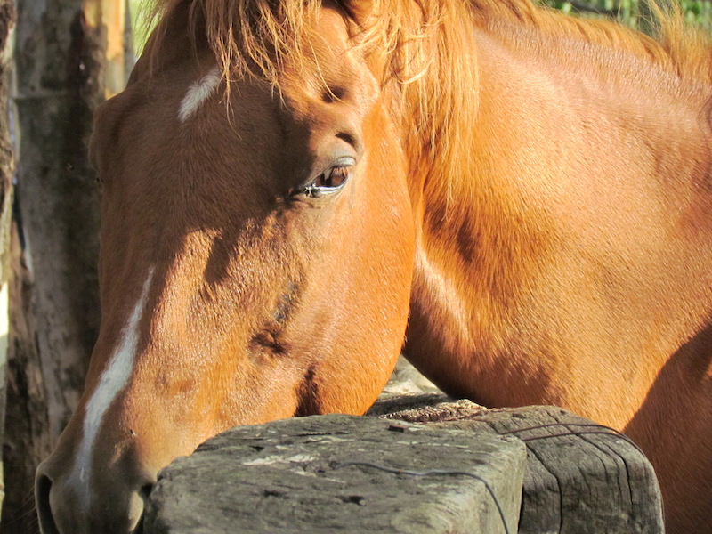 Animali_004