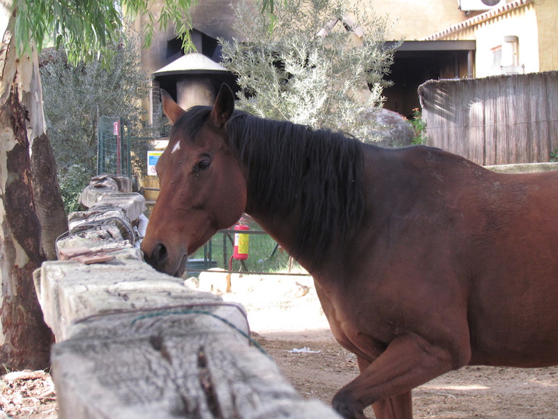 Animali_005