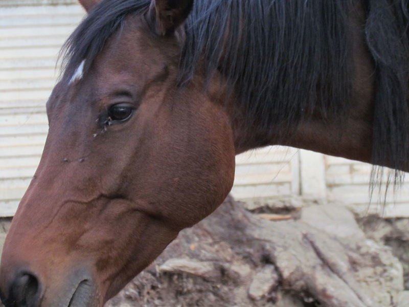 Animali_006