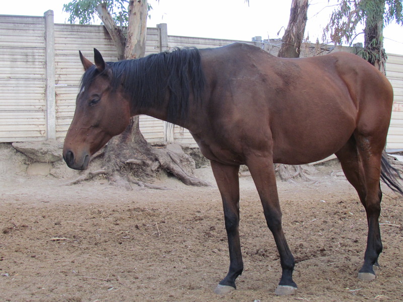 Animali_007