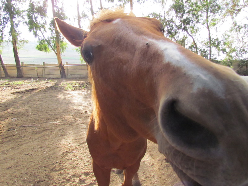 Animali_008