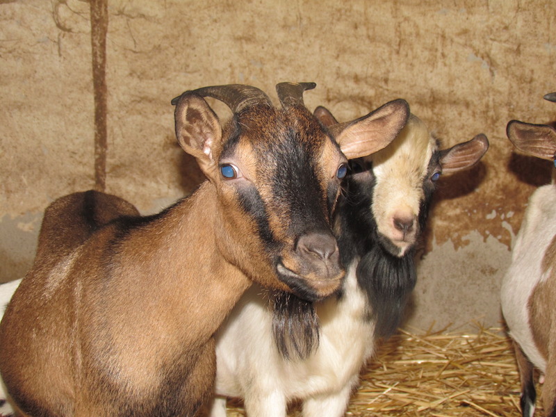 Animali_009