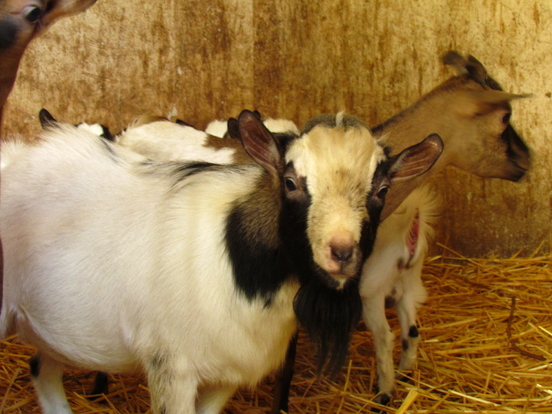 Animali_010