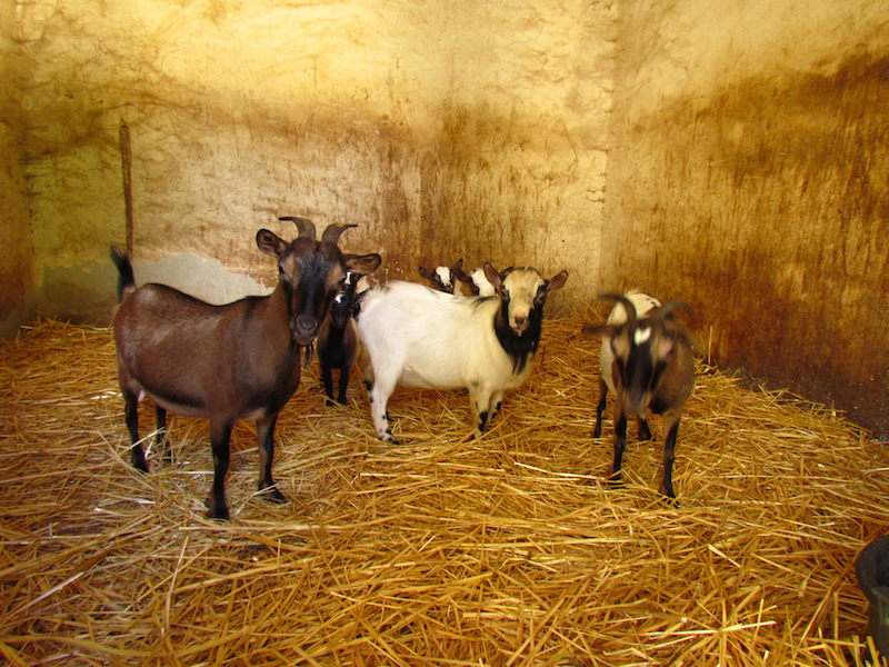 Animali_011