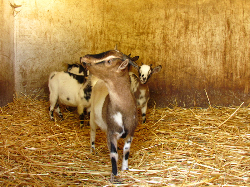 Animali_013