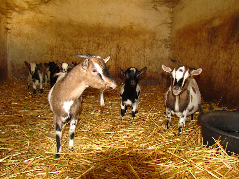 Animali_014