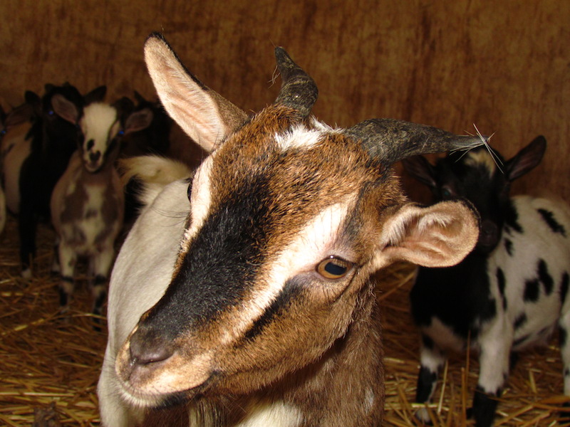 Animali_015